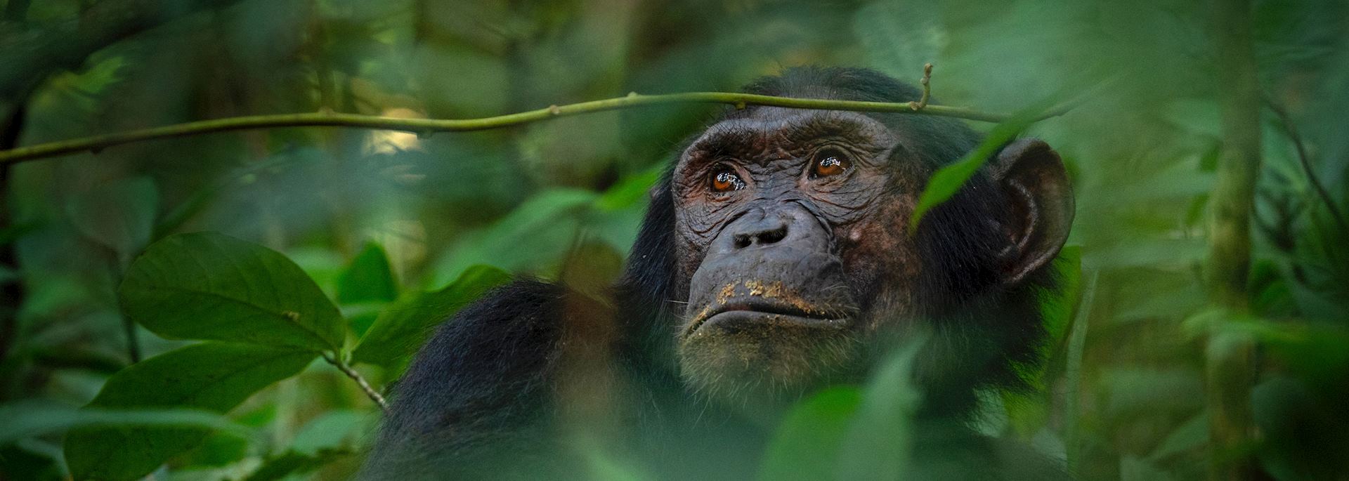 Chimpanzee, Nyungwe Forest