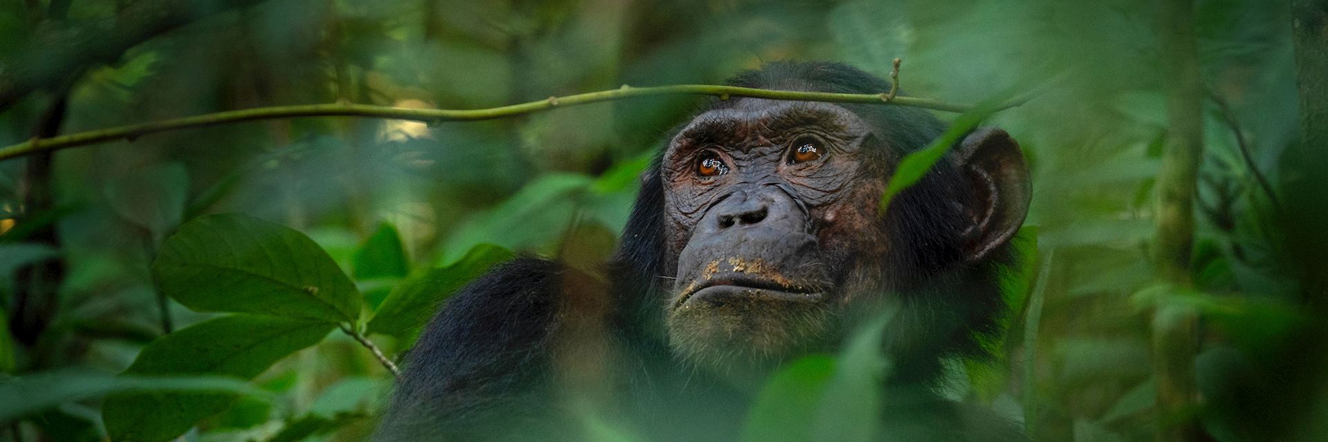 Chimpanzee, Nyungwe Forest