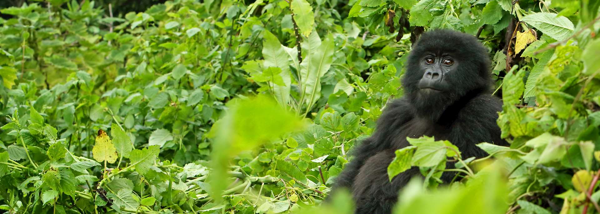 Mountain gorilla in Volcanoes National Park, Rwanda