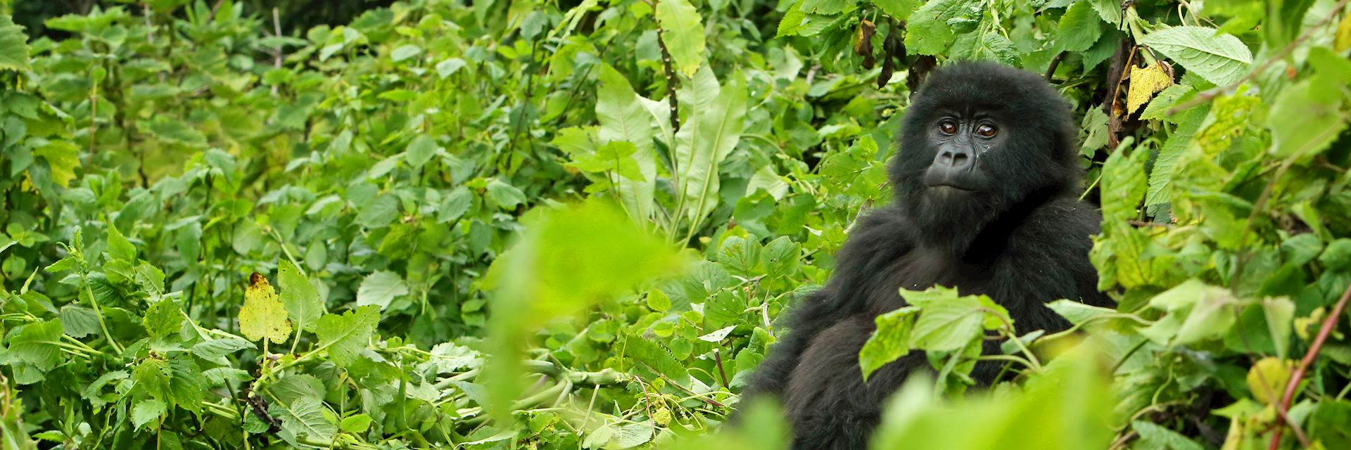 Mountain gorilla in Volcanoes National Park, Rwanda