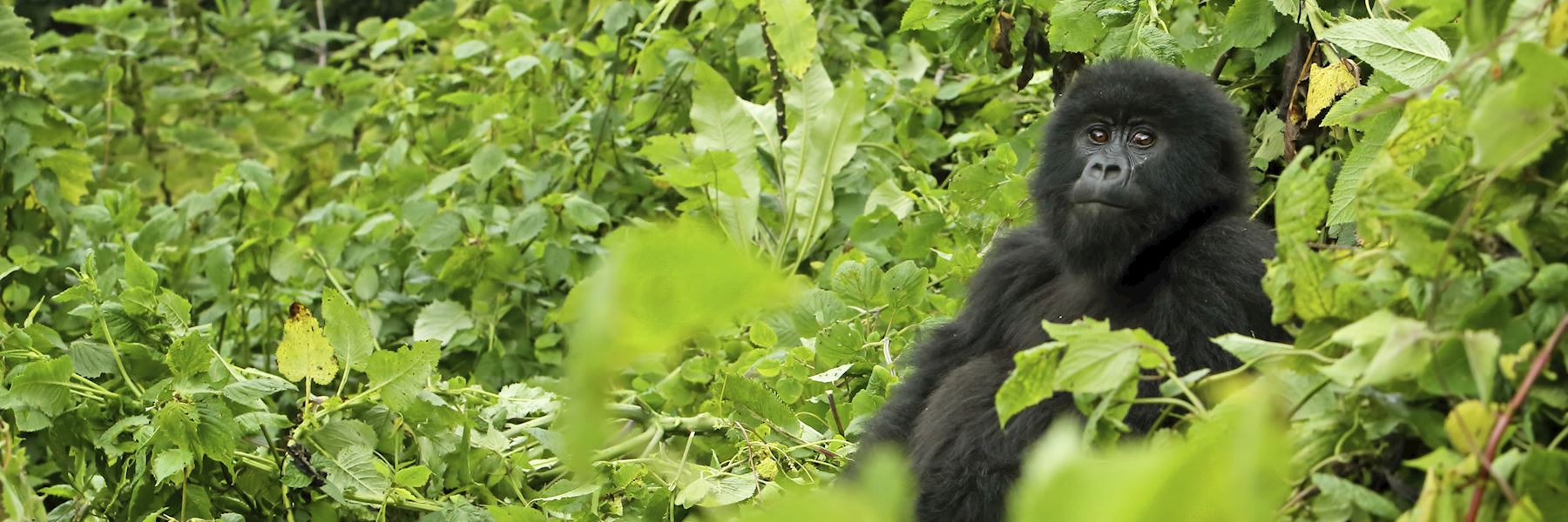 Best Time to Visit Rwanda Climate Guide Audley Travel