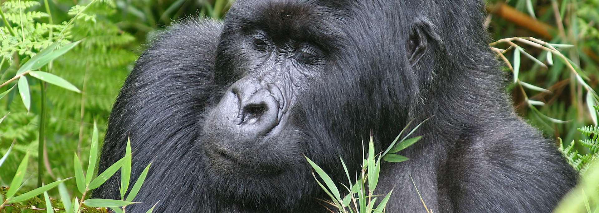 Silverback gorilla