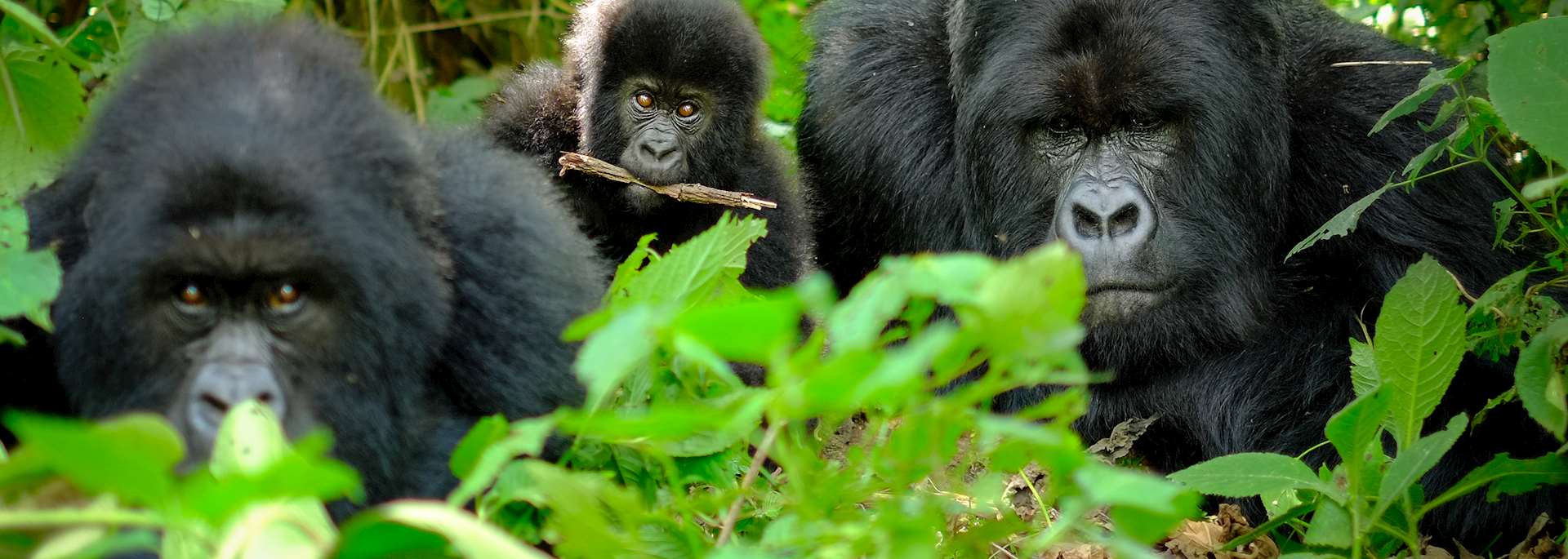 Family of mountain gorillas
