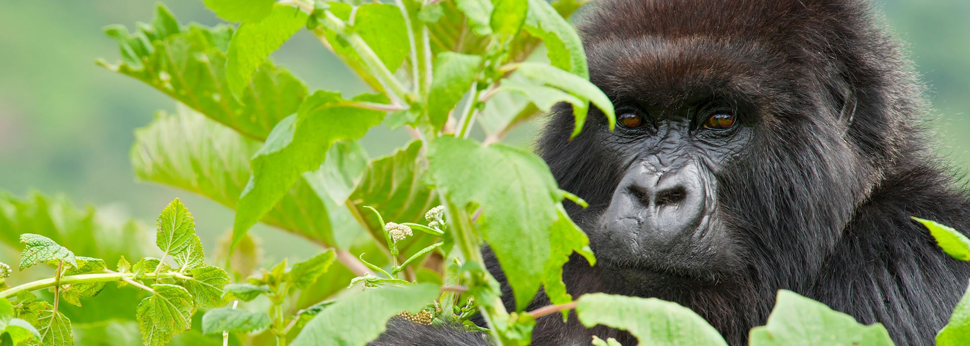 Mountain gorilla in Rwanda