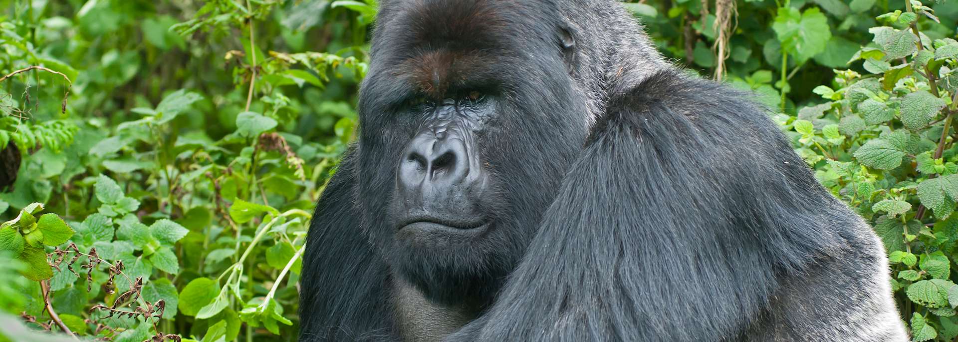 Silverback gorilla, Volcanoes National Park