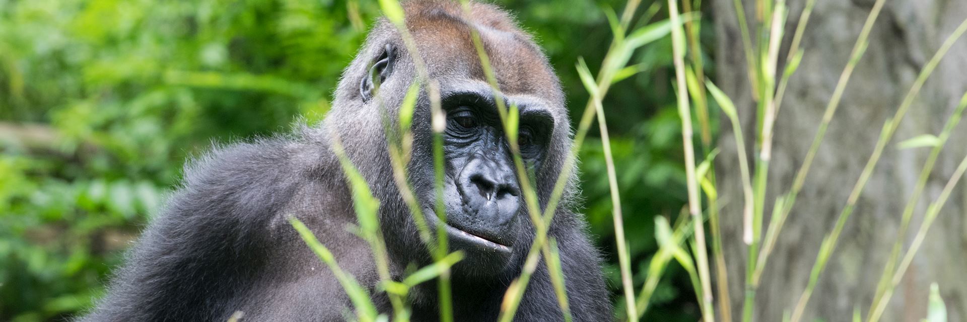 Gorilla in Rwanda