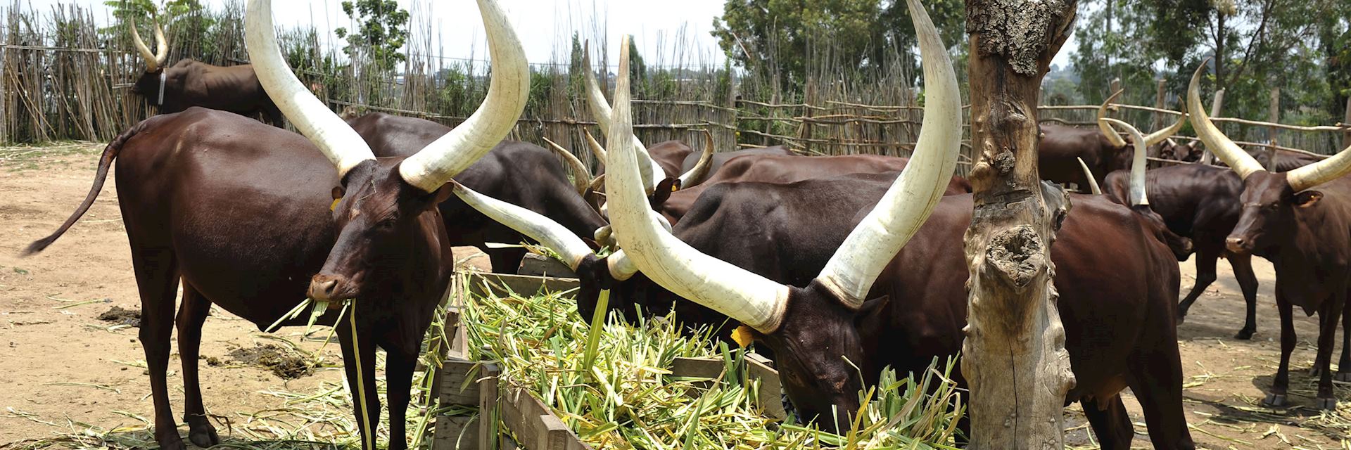 Ankole Longhorn cattle