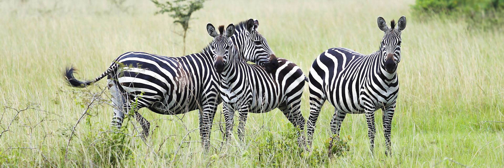Zebra in the Nyungwe Forest