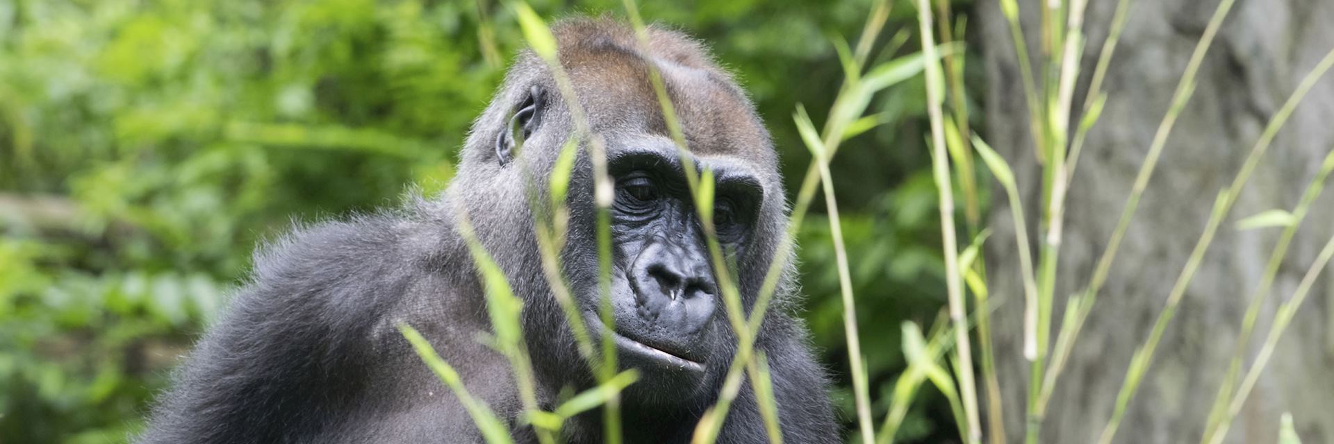 Gorilla in Volcanoes National Park