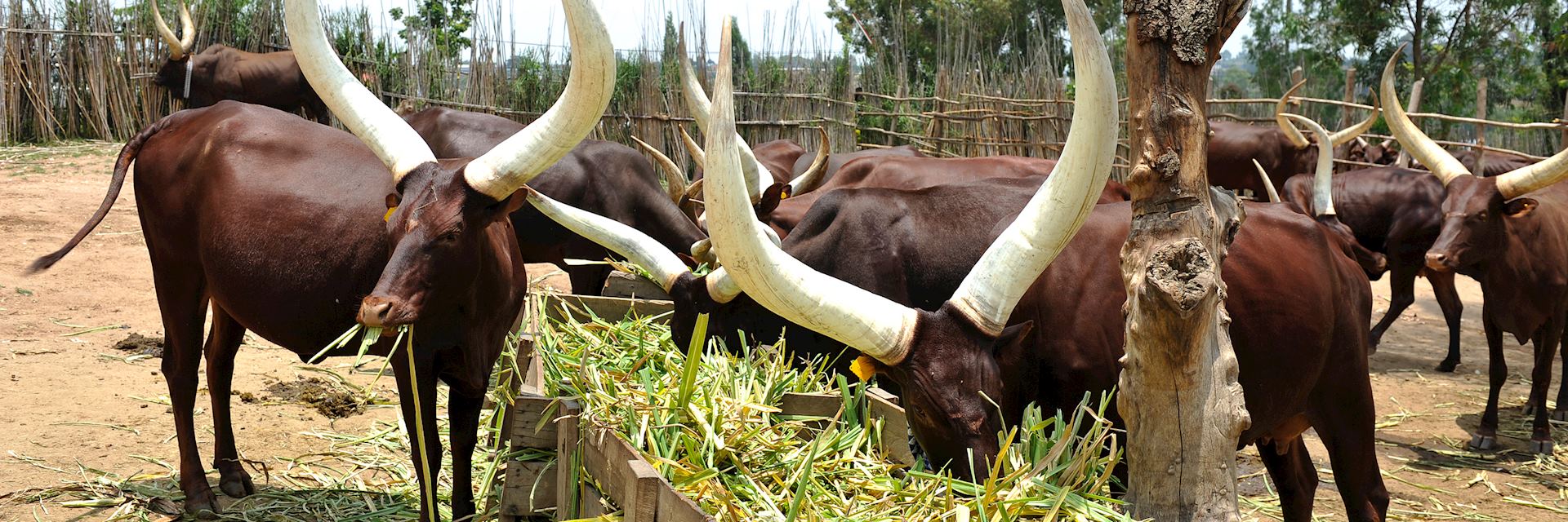 Ankole longhorn cattle