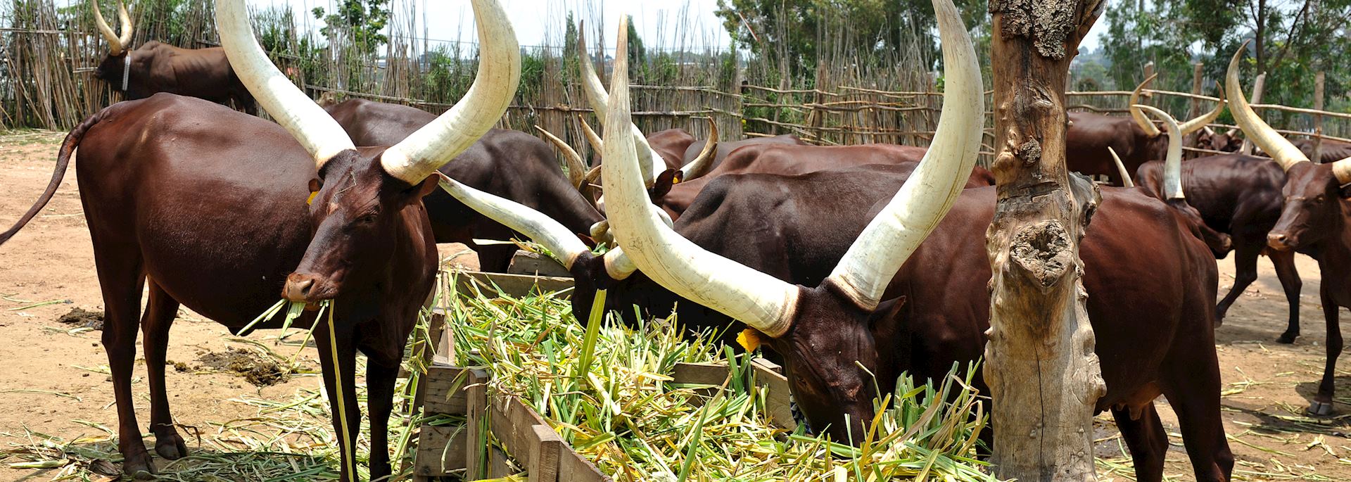 Ankole longhorn cattle