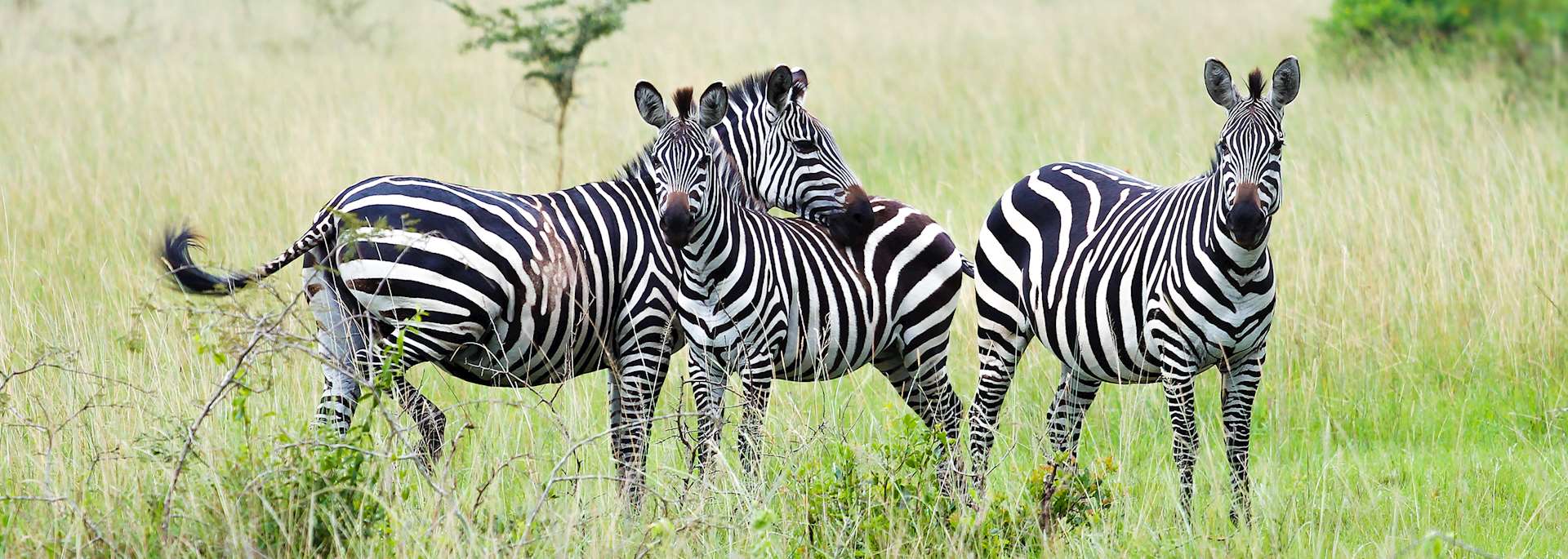 Zebra in Akagera National Park