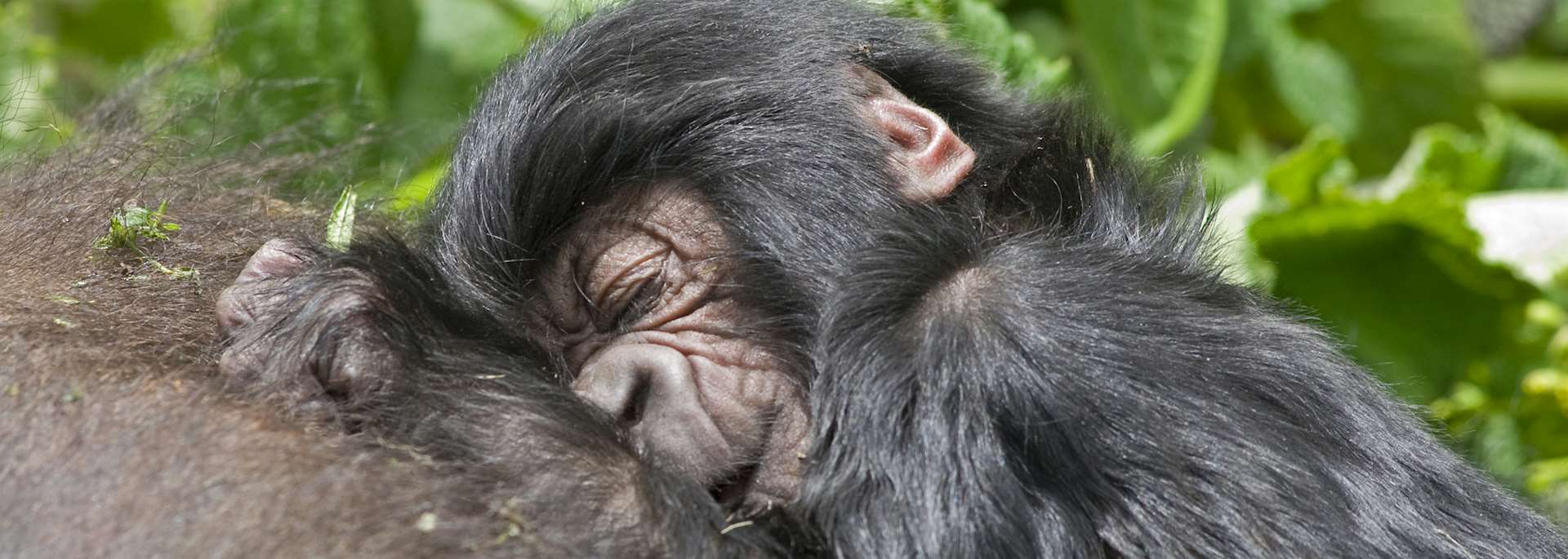 Baby gorilla, Virunga Mountains