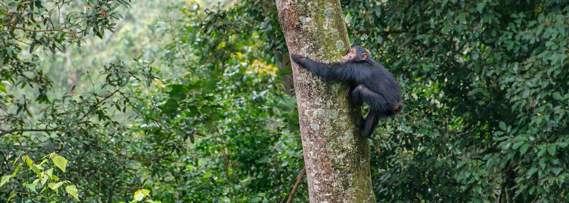 Chimpanzee in a tree, Nyungwe Forest