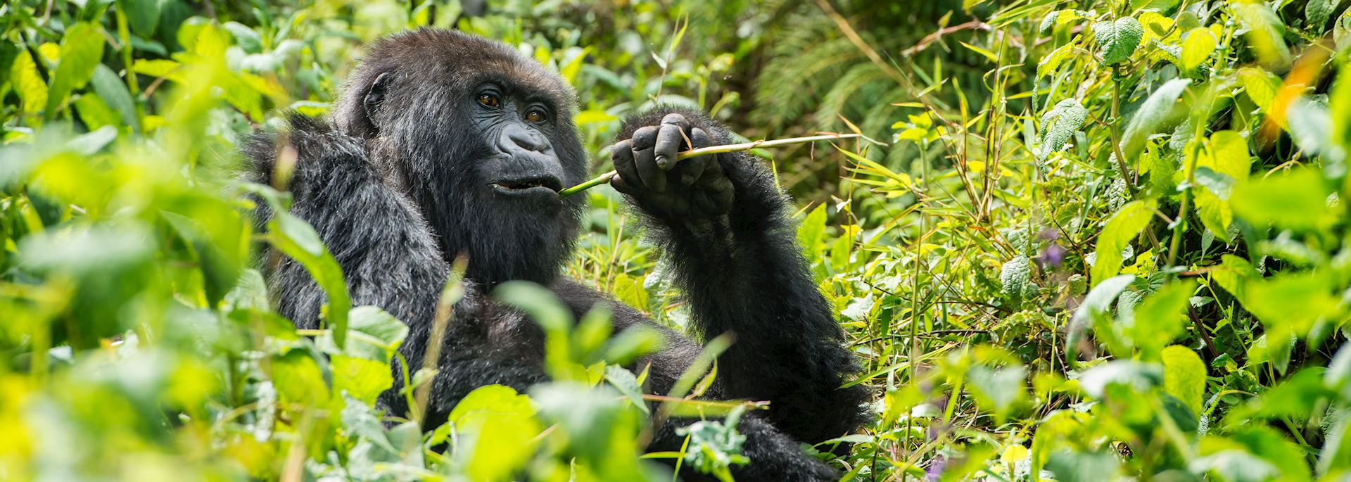 Mountain gorilla, Volcanoes National Park