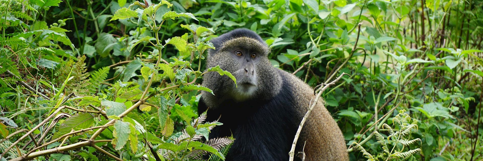 Golden monkey in Volcanoes National Park