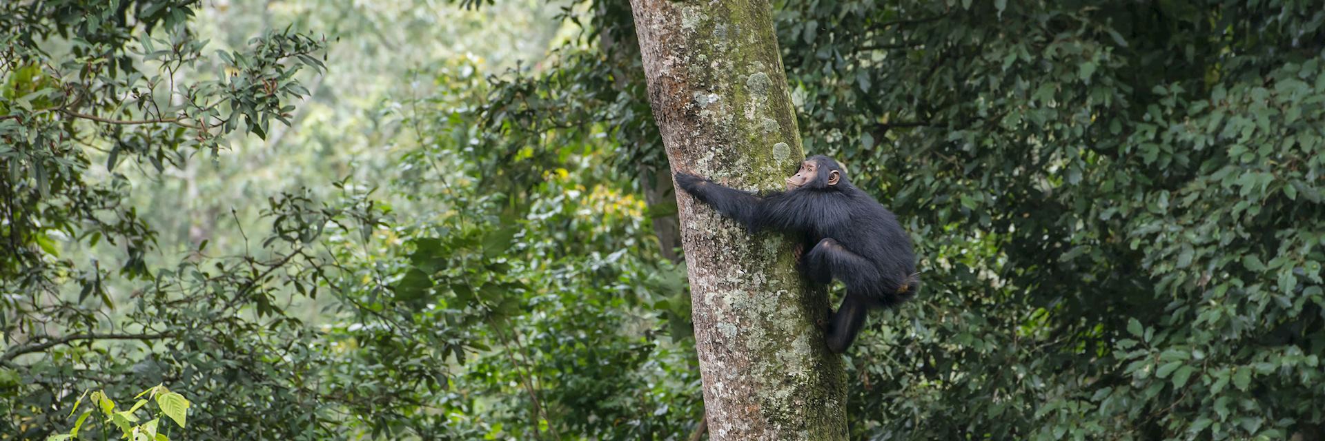 Chimpanzee in a tree, Nyungwe Forest