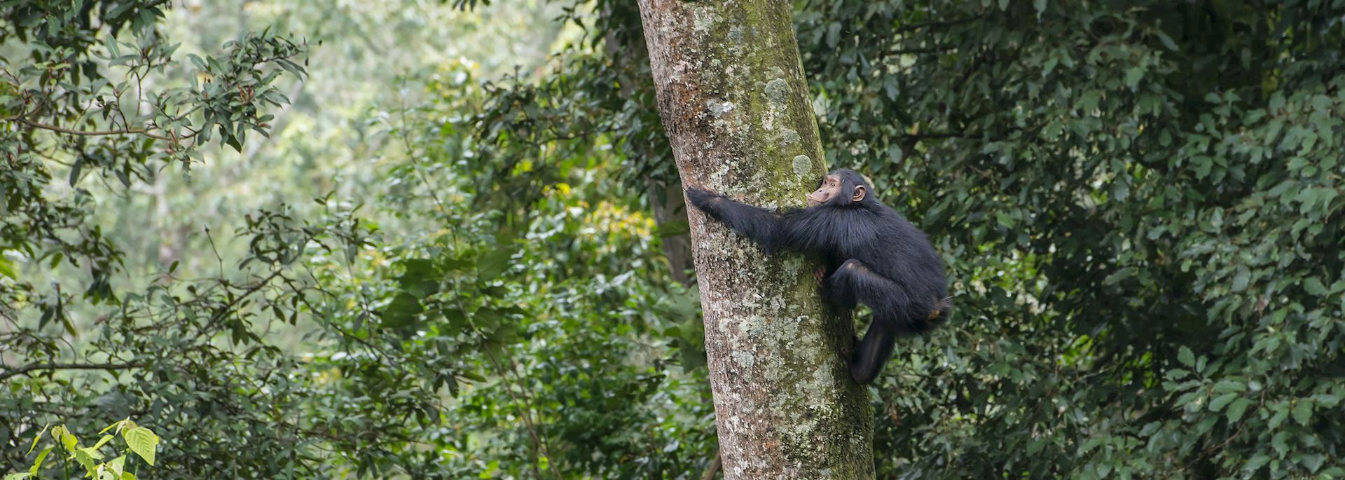 Chimpanzee in a tree, Nyungwe Forest