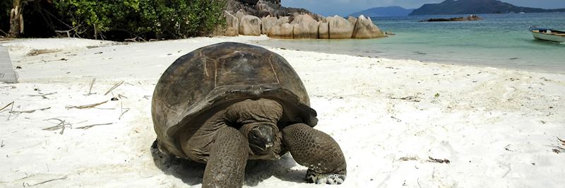 Giant tortoise on Bird Island