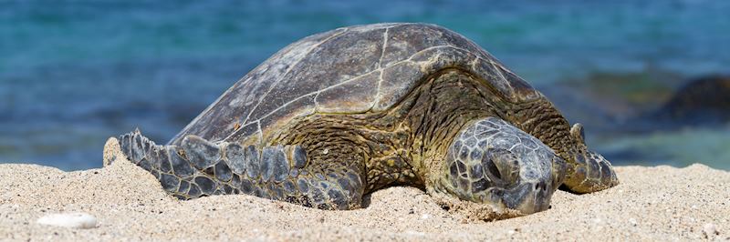 A green turtle comes ashore to nest