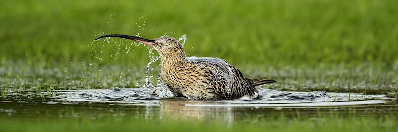 Curlew sandpipers are a common sight on Bird Island