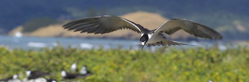 Sooty tern, Bird Island