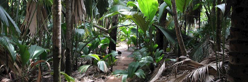 Path through Vallée de Mai National Park