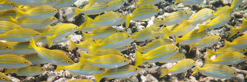 Tropical fish in the clear waters of the Seychelles