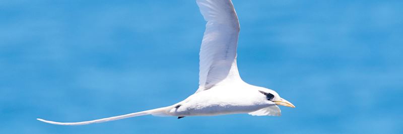 White-tailed tropicbird, Bird Island