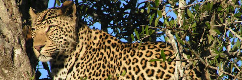 Leopard, Sabi Sands Wildtuin, South Africa