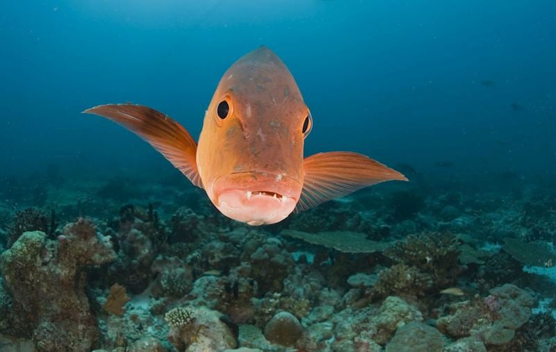 Red snapper