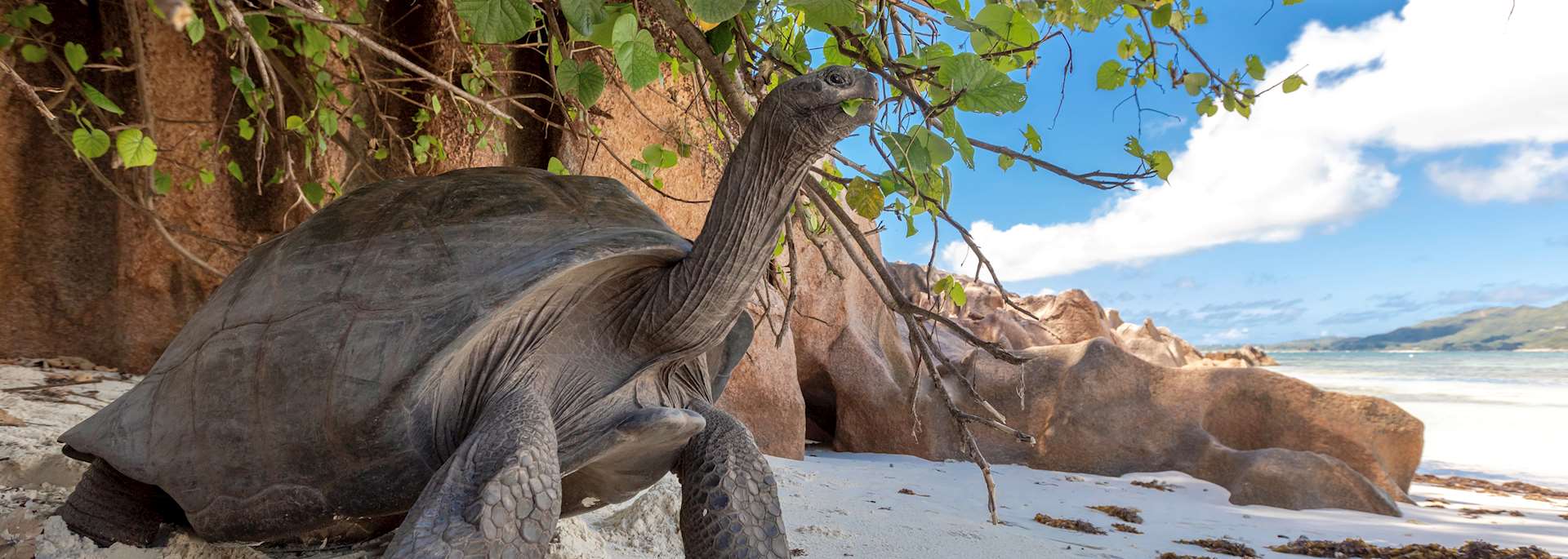 Aldabra tortoise, La Digue
