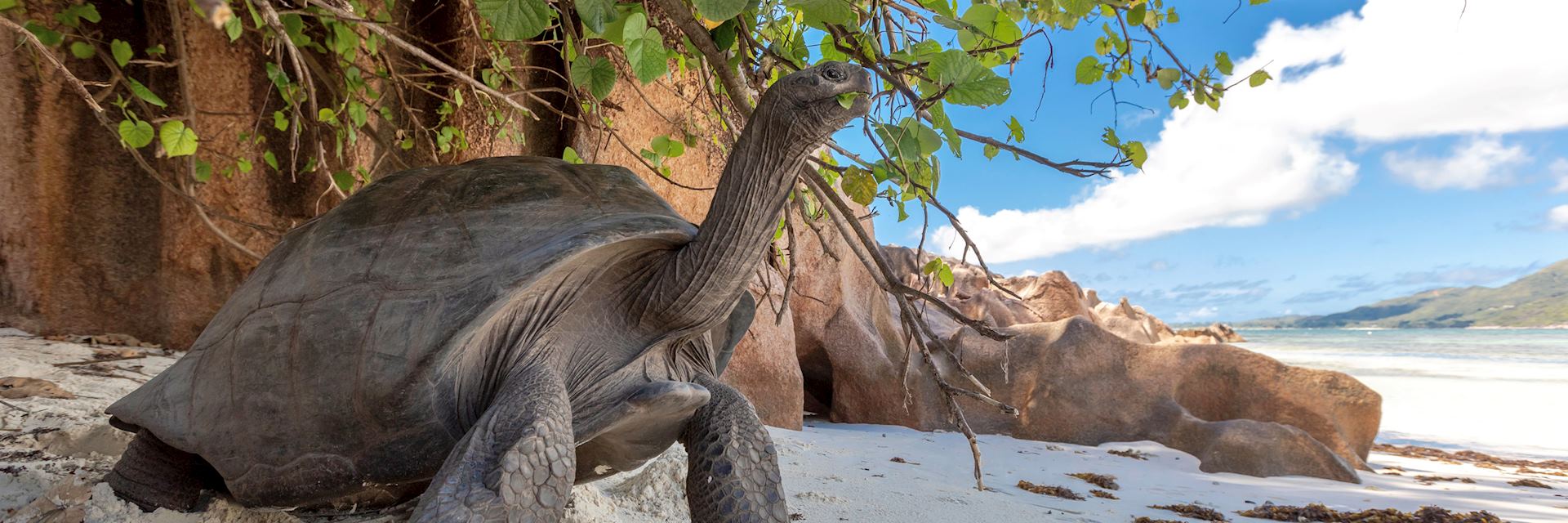 Aldabra tortoise, La Digue