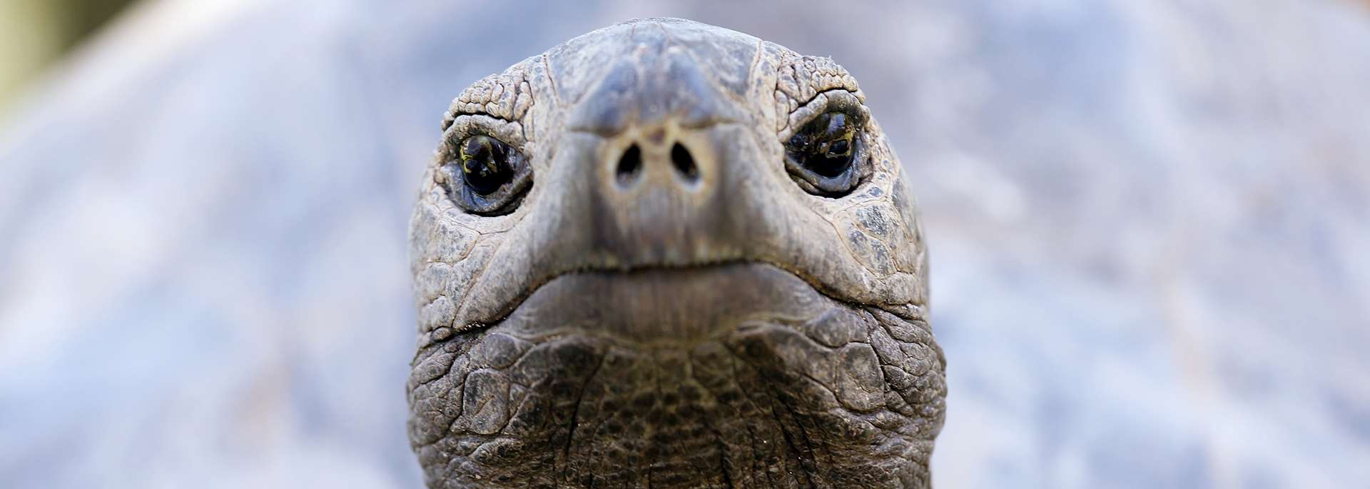 Giant tortoise, Curieuse Island