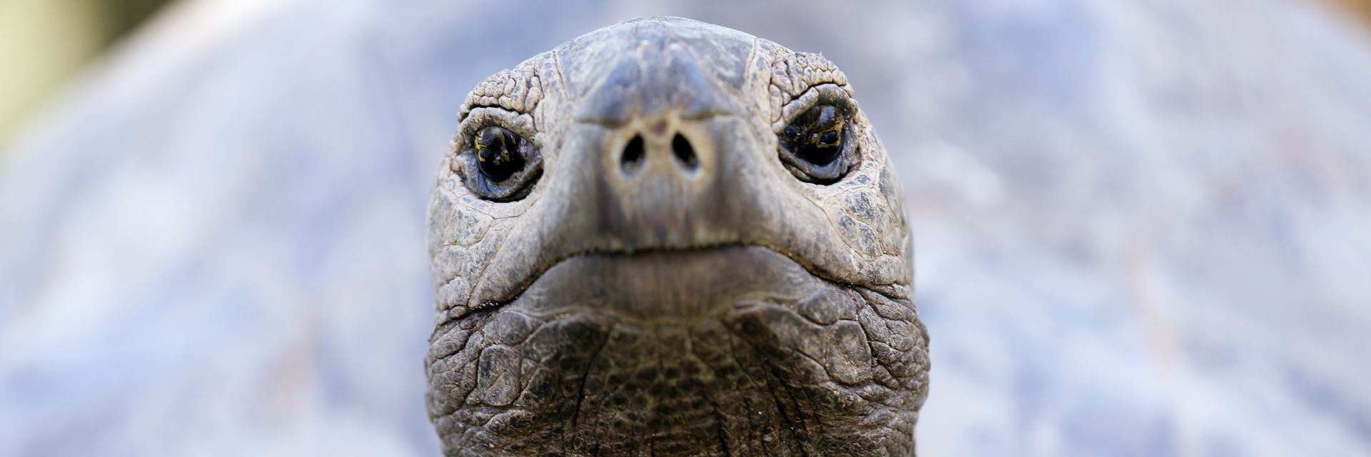 Giant tortoise, Curieuse Island