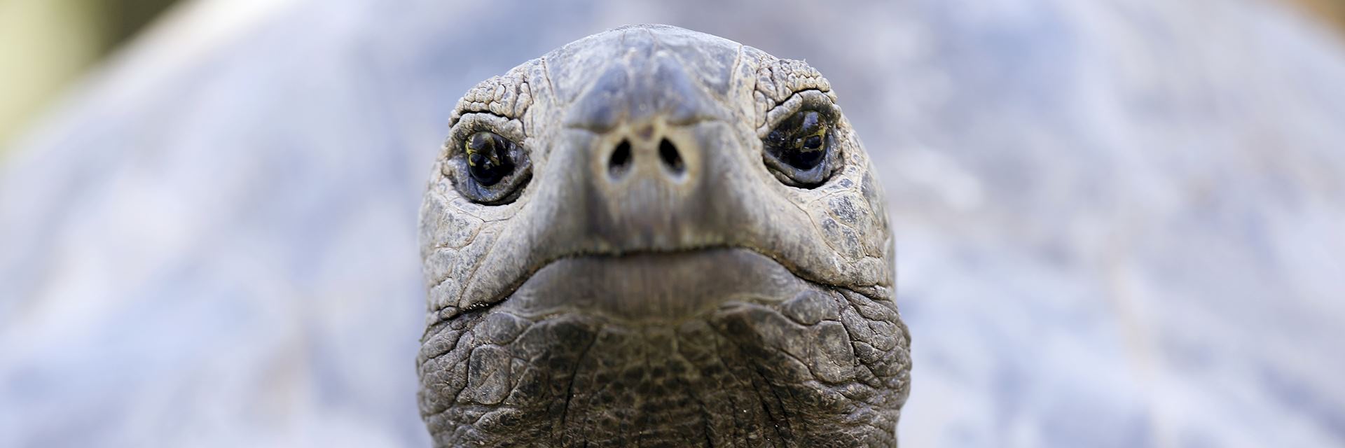 Giant tortoise, Corieuse Island