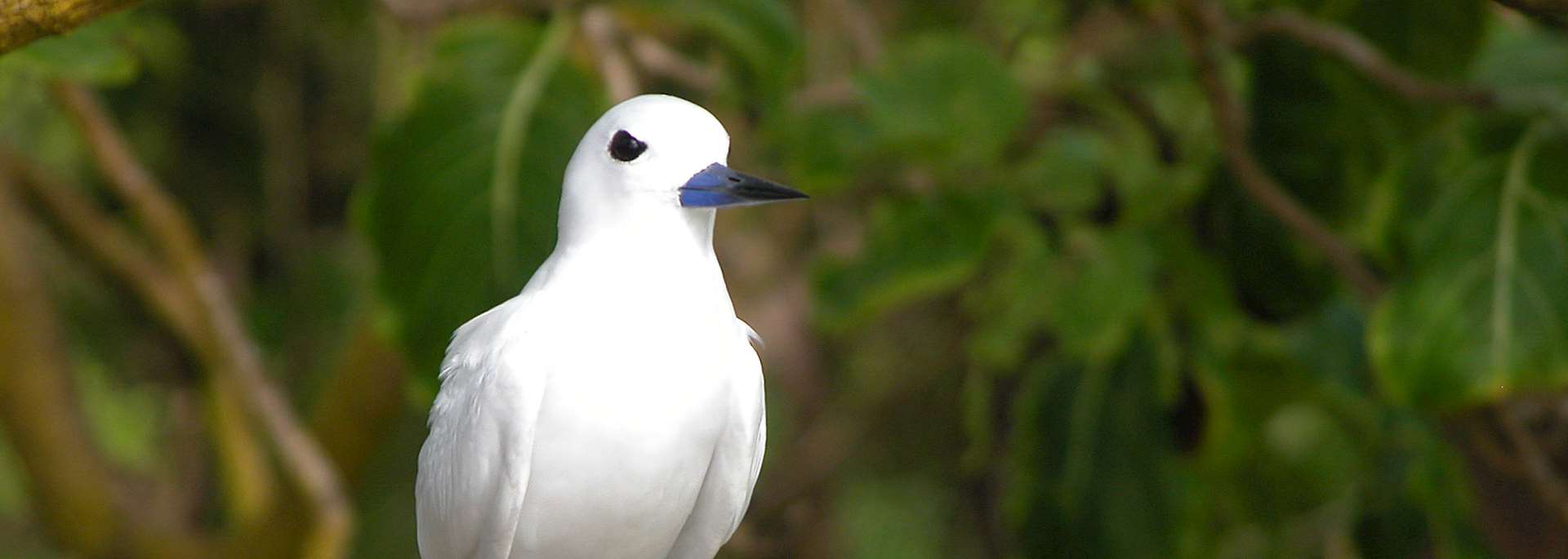 Bird Island, The Seychelles