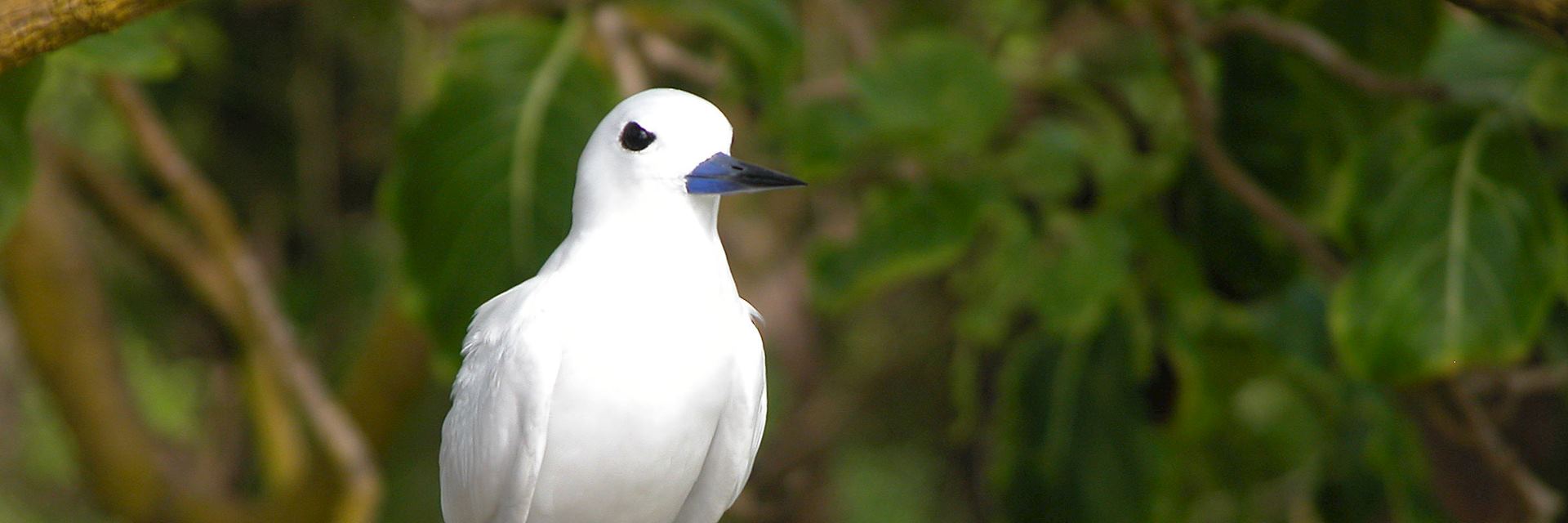 Bird Island, The Seychelles