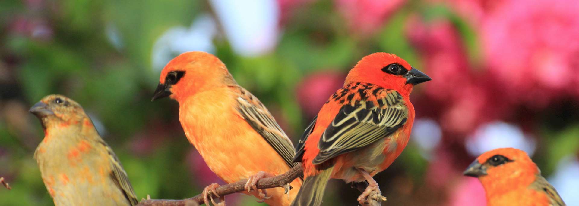 Birds on Praslin Island