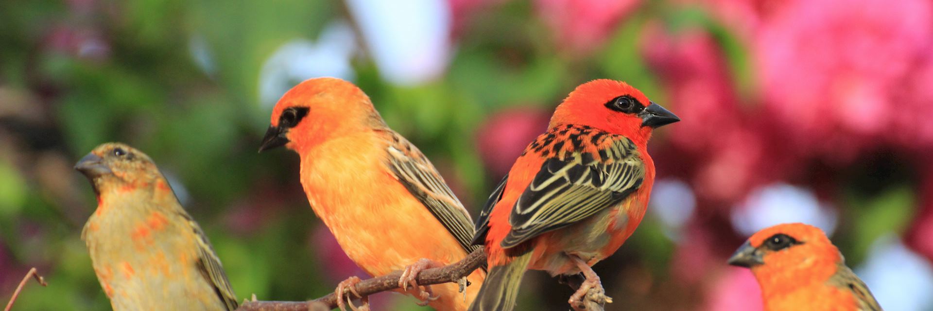 Birds on Praslin Island