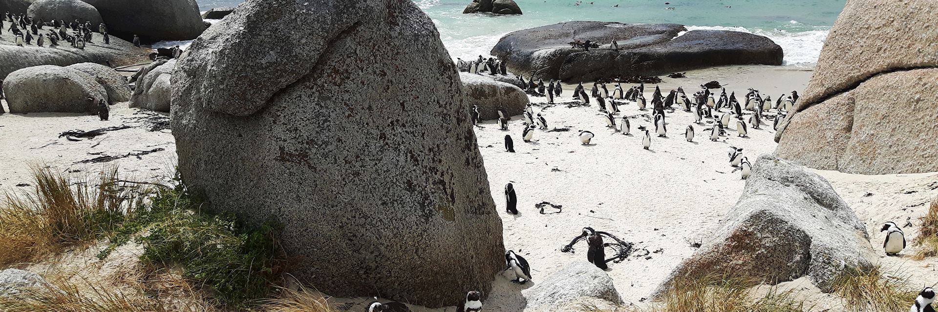 Boulders Beach, Cape Peninsula