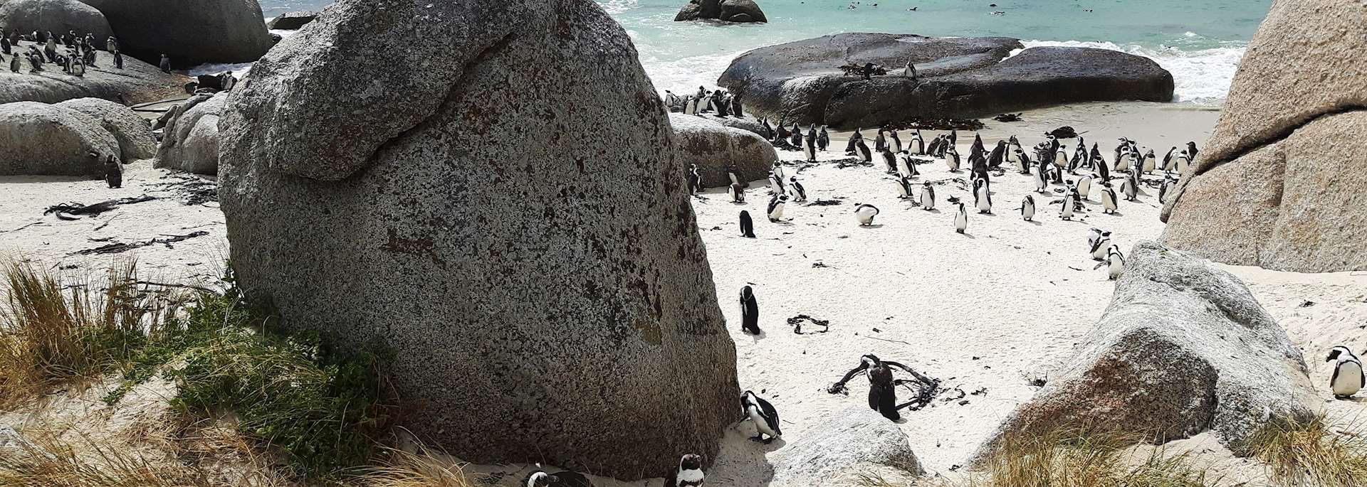 Boulders Beach, Cape Peninsula