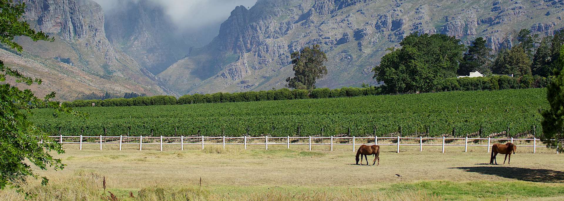 Horses in the Winelands