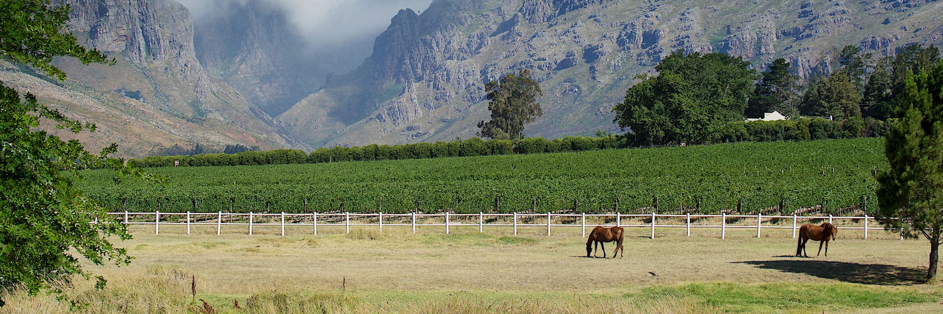 Horses in the Winelands