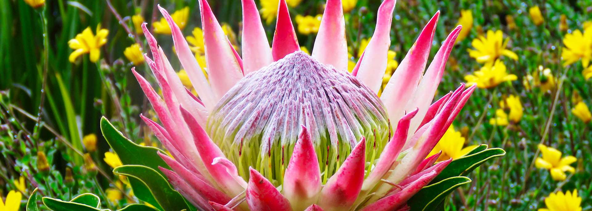 King protea, Kirstenbosch National Botanical Garden