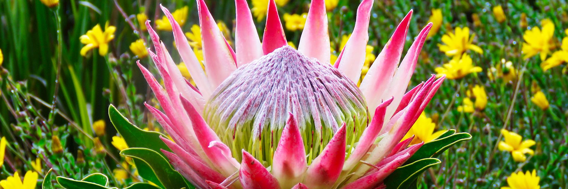 King protea, Kirstenbosch National Botanical Garden