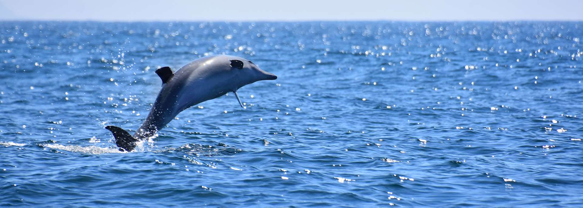 Dolphin in Plettenberg Bay