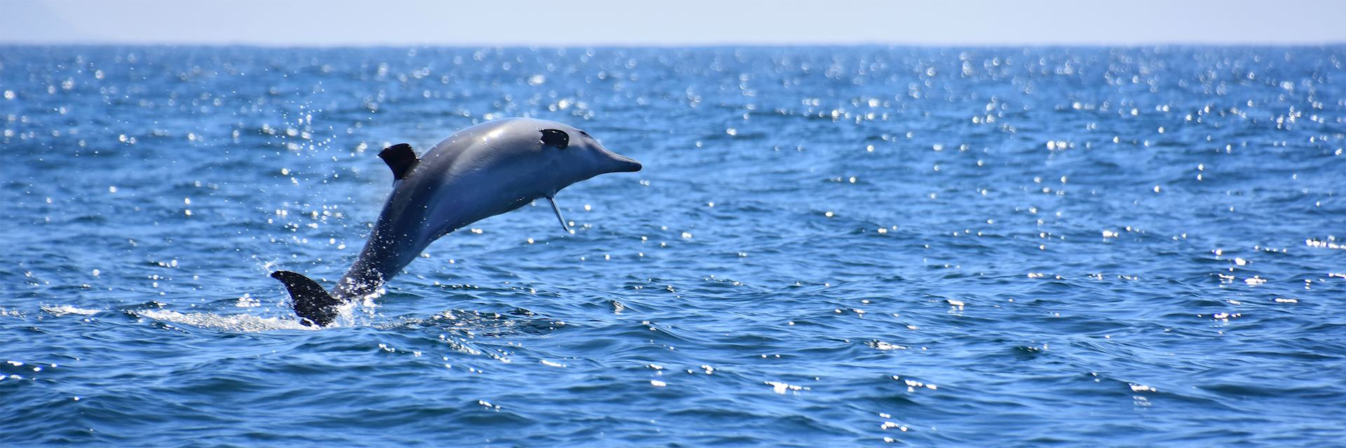 Dolphin in Plettenberg Bay