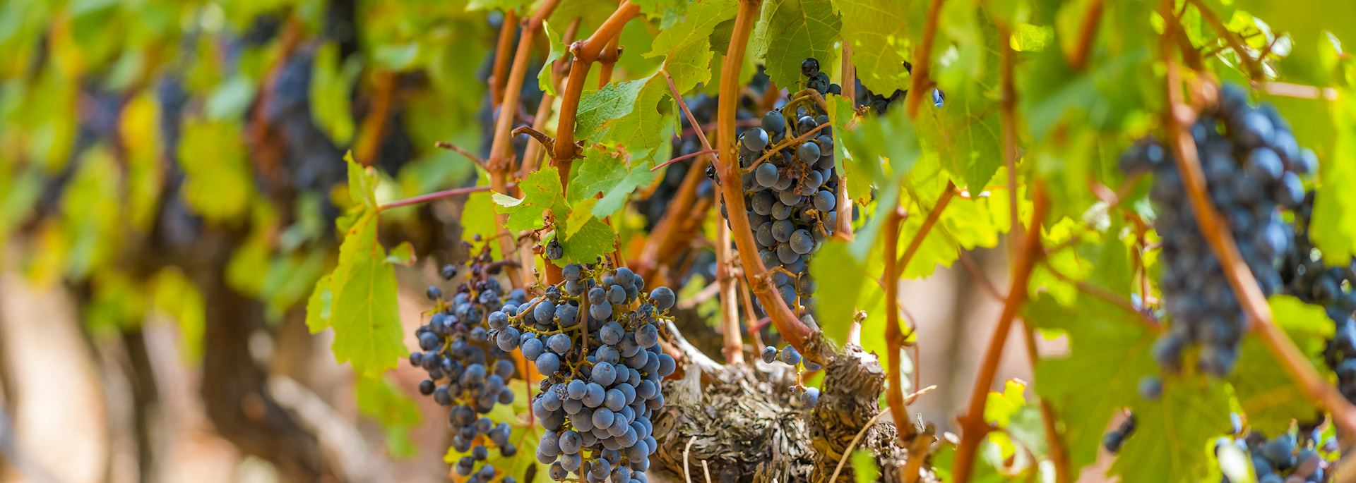 Vineyard in Paarl