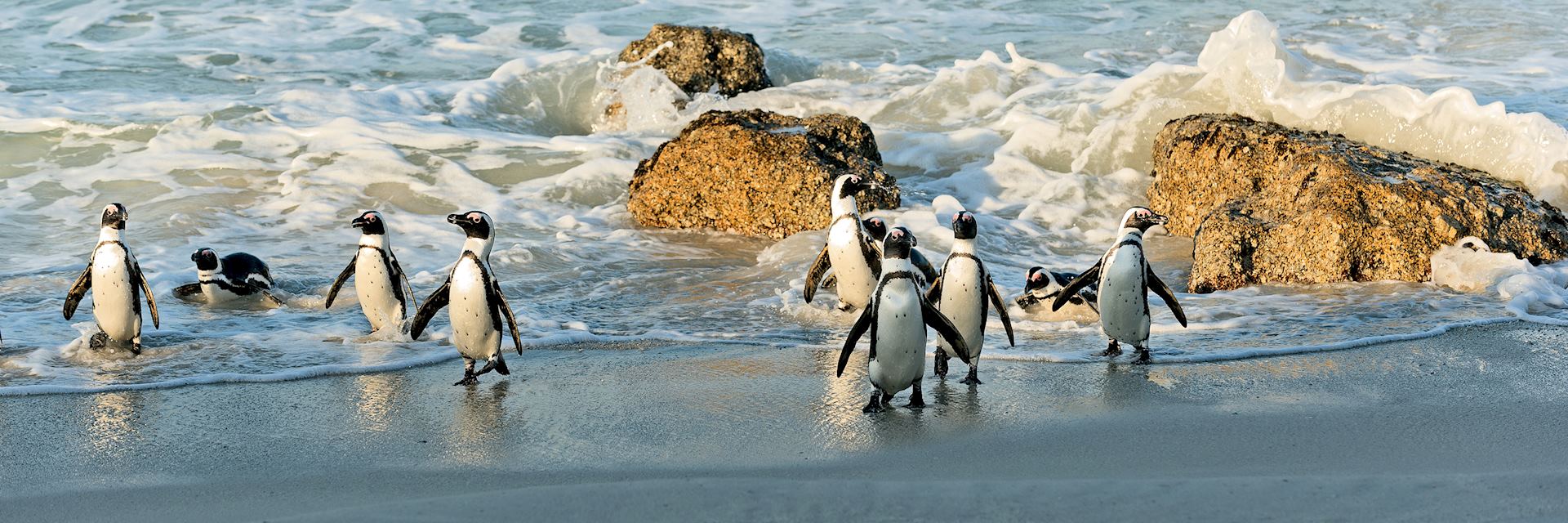 Penguins on Boulders Beach in Cape Town, South Africa